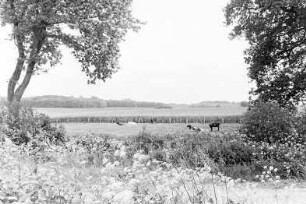Mollhagen: vorne Viehkatenstraße nach Sprenge, mit Pflasterung, Wiesenblumen: dahinter Büsche, Baum, Rinder auf Weide, Zaun, Felder: im Hintergrund Wald