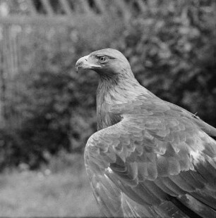 Zootiere. Steinadler