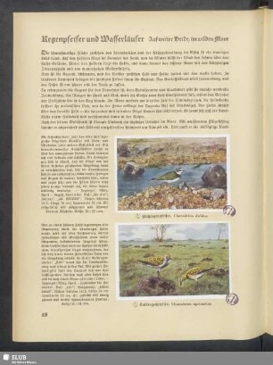 Regenpfeifer und Wasserläufer. Auf weiter Weide, im wilden Moor
