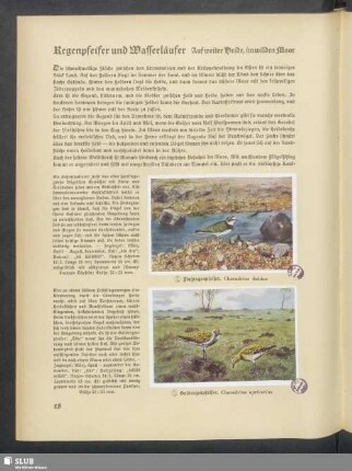 Regenpfeifer und Wasserläufer. Auf weiter Weide, im wilden Moor