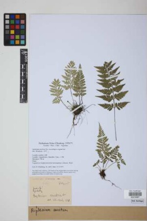 Asplenium auritum Sw.