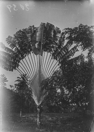 Baum der Reisenden : Der Baum der Reisenden (Ravenala madagascariensis)