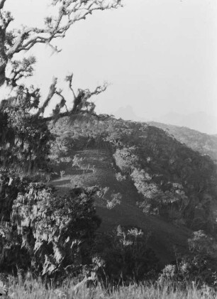Nebelwald : Nebelwald in den Uluguru-Bergen. Die Äste vieler Bäume sind dicht mit Bartflechten behangen.
