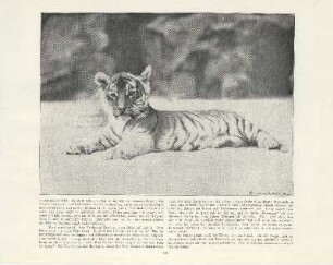 Tiger-Prinzchen