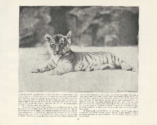 Tiger-Prinzchen