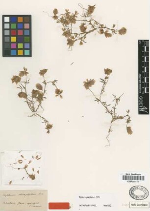 Trifolium stenophyllum Boiss. [type]