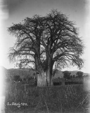 Baobab : Aufnahme eines Affenbrotbaumes