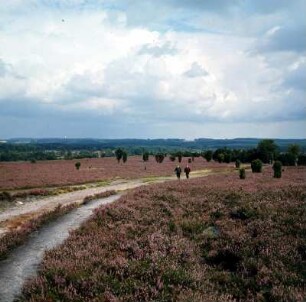 Landschaft der Lüneburger Heide