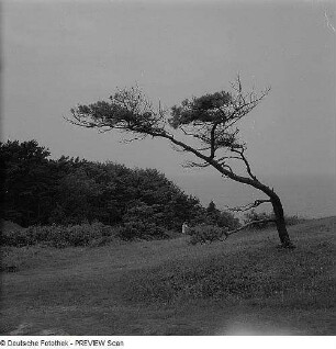 Windflüchter auf Hiddensee