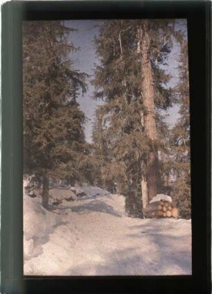 Waldweg bei Zuoz (Engadin)