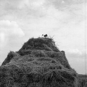 Storchennest mit Storch auf Strohhaufen von Landwirt Werner Stolten