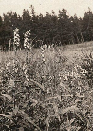 Großblütiger Fingerhut (Digitalis grandiflora syn. Digitalis ambigua)