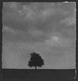 Baum