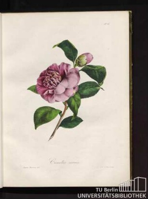 No. 6. Camellia carnea.