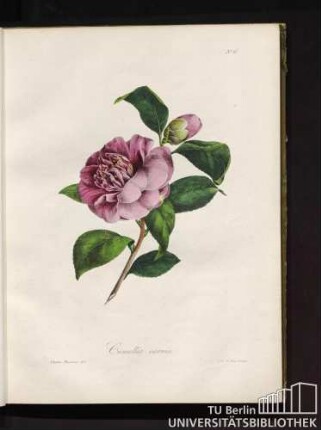 No. 6. Camellia carnea.