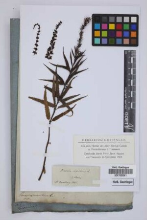 Veronica maritima L.