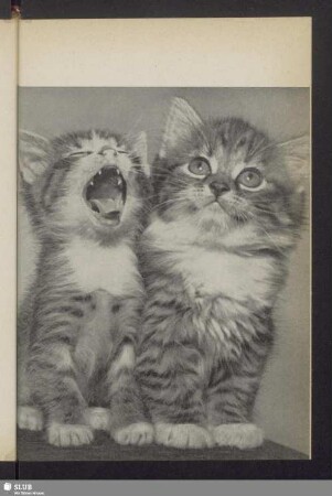 Katzen-Duett