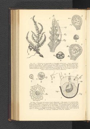 Fig. 535. - Formation des spores chez la Sélaginelle (Seleginella):