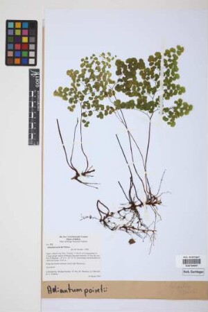 Adiantum poiretii