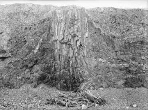 Hartau, Tongrube, Mammutbaum (Sequoioxylon gypsaceum), sog. Zittauer Sumpfzypresse