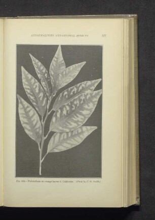 Fig. 108. - Foliocellosis on orange leafes in California