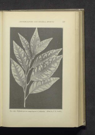 Fig. 108. - Foliocellosis on orange leafes in California