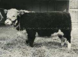 Preisgekrönte Hereford-Färse auf der Smithfield Fat Stock Show in London (England)