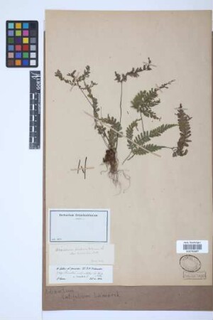 Adiantum latifolium Lam.