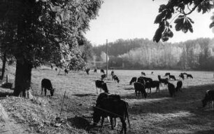 Wilsdruff-Blankenstein. Auf der Triebischwiese zwischen Busch- und Krillemühle, im Hintergrund die Krillemühle