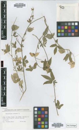 Dalechampia scandens L.