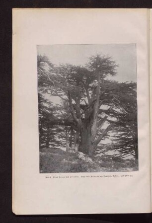 Abb.1 Eine Gebet des Libanon. Nach einer Ausnahme von Bonjils in Beirut.