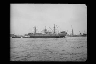 Zosma (1959), v. Nievelt (Hbg)