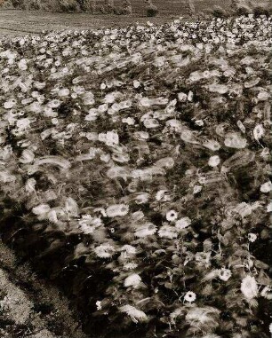 Sonnenblumen im Wind