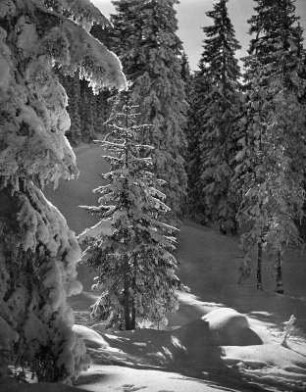 Winterbilder. Verschneite Nadelbäume