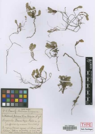 Asperula baenitzii Heldr. ex Boiss.[type]