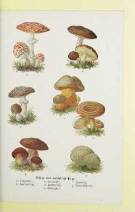 Giftige oder verdächtige Pilze