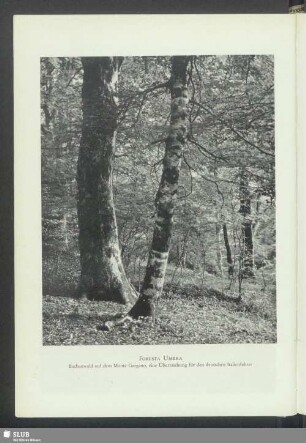 Foresta Umbra