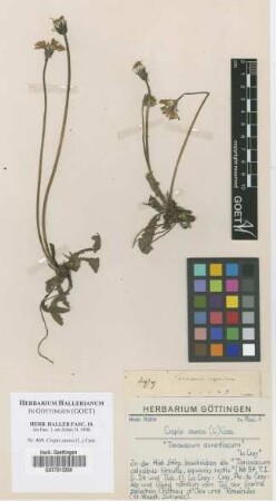Crepis aurea (L.) Cass.