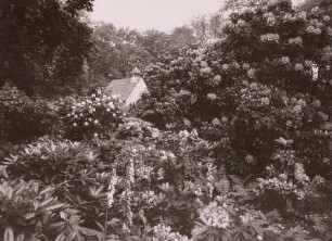 Großer Garten : Reichsgartenschau, im Rhododendronhain, im Hintergrund Friedhofskapelle