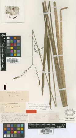 Thalia angustifolia C.Wright ex Griseb. [holotype]