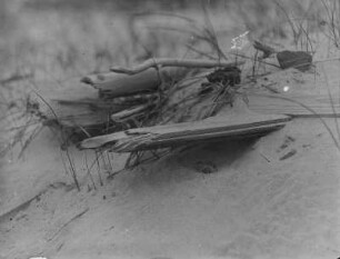 Seeregenpfeifer : Sylt. Seeregenpfeifer (Charadrius alexandrinus). Gelege unter Strandgut