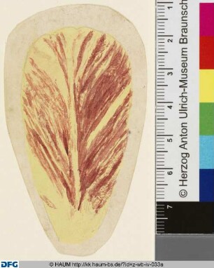 Studie eines Tulpenblütenblattes