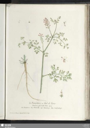 la Fumeterre ou Fiel de Terre