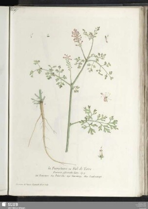la Fumeterre ou Fiel de Terre