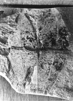 Daphnogene cinnamimfolia. Blattabdruck auf oberoligozänem Schiefer der Schieferhalde von Seifhennersdorf (Kreis Zittau)