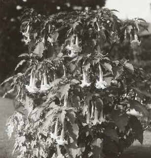 Gemeiner Stechapfel bzw. Weiße Stechapfel (Datura stramonium)