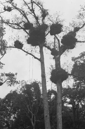 Epiphytenbesetzte Bäume : Baum mit parasitärem Bewuchs