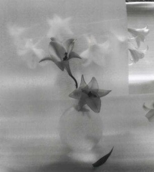 Blumenstilleben. Madonnenlilie (Lilium candidum) in Glasvase mit transparentem Schleier