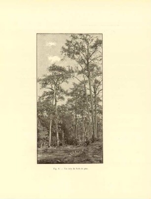 Un coin de forêt de pins