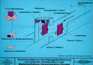 Versuchsaufbau zur Durchgangsidentifizierung von injizierten Transpondern in der Mastbullenhaltung (Versuchsstation Dürnast)